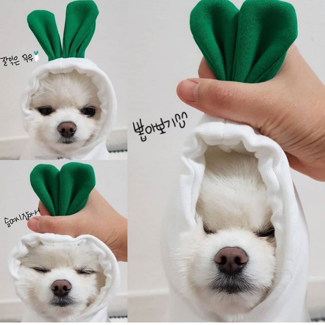 Cute Fruit Dog Clothes For Small Dogs Hoodies Winter Warm Fleece Pet Clothing Puppy Cat Costume Coat For French Chihuahua Outfit - Keep Me Pawsted