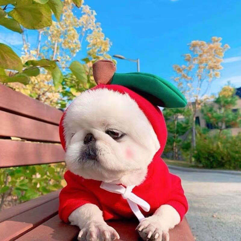 Cute Fruit Dog Clothes For Small Dogs Hoodies Winter Warm Fleece Pet Clothing Puppy Cat Costume Coat For French Chihuahua Outfit - Keep Me Pawsted